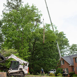 tree-removal-2