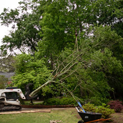 tree-removal-7